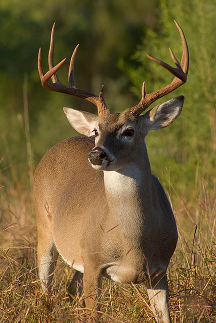 Hunters Encouraged to Share Their Harvest 